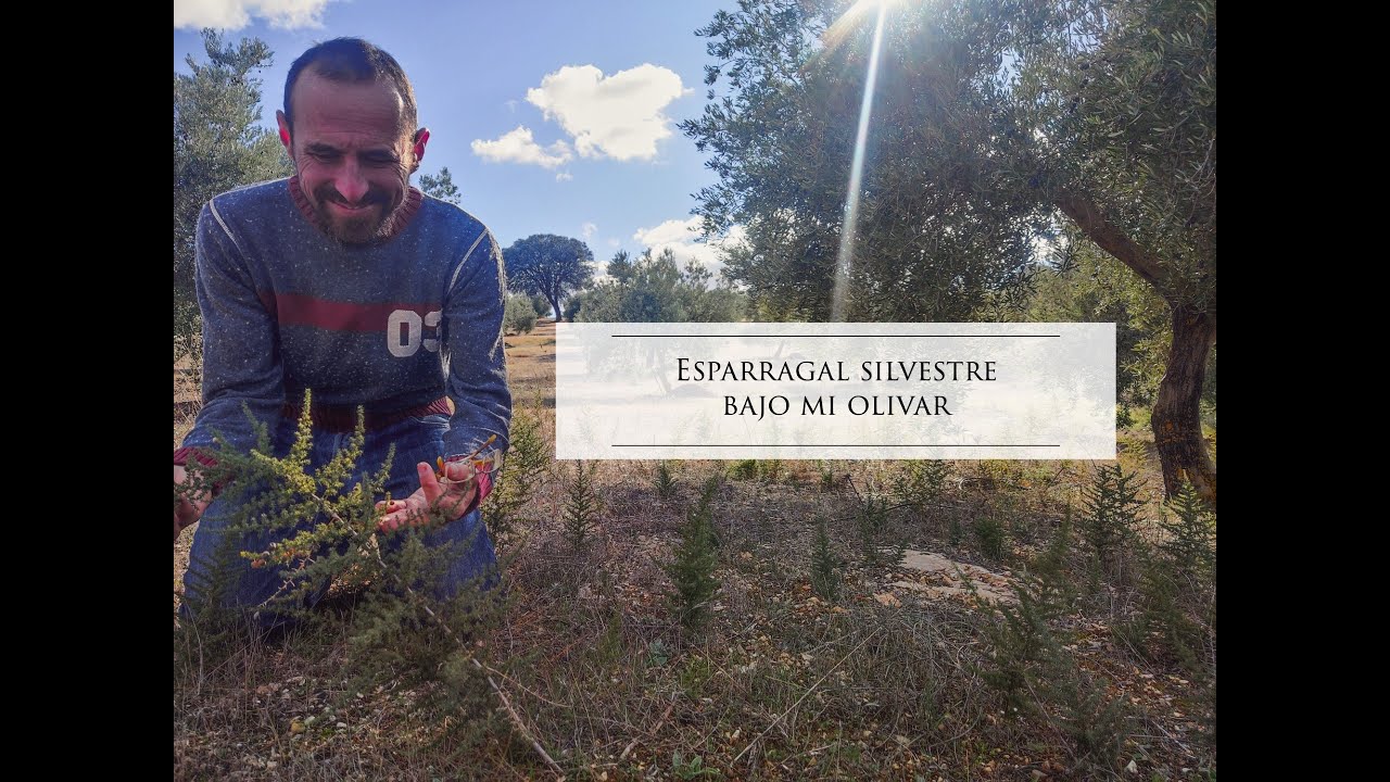 Esparragal silvestre bajo mi olivar