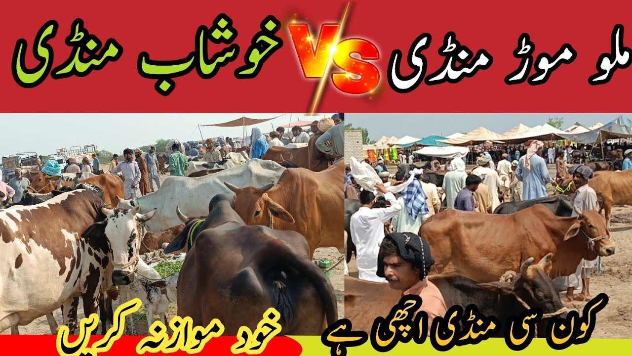 Malumor mandi vs khushab cow mandi 2024| two biggest animal markets rate compare | which one is best