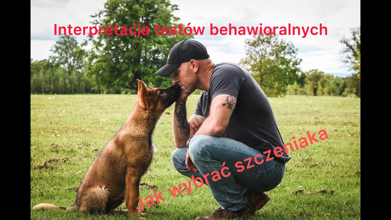 Jak wybrać owczarka niemieckiego - testy behawioralne szczeniąt