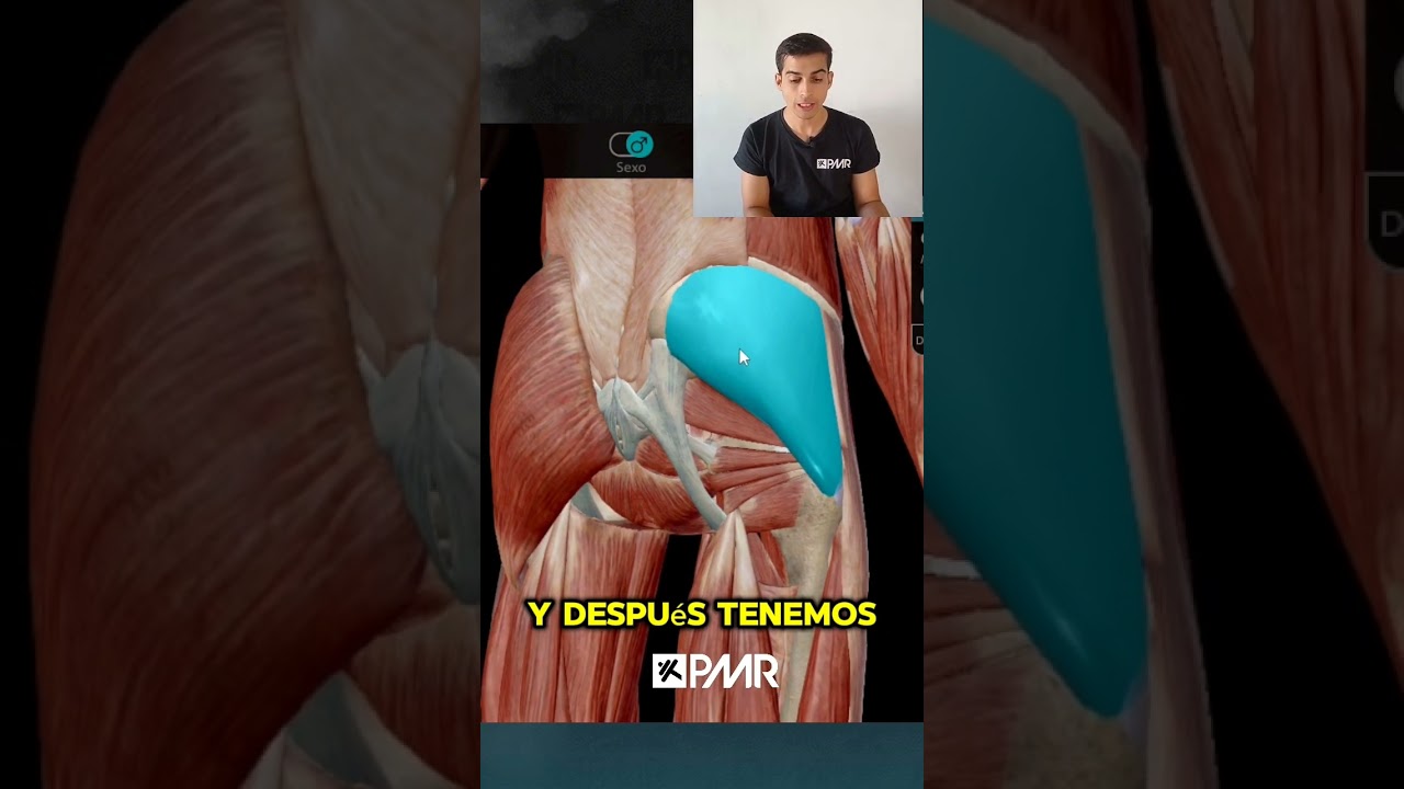 🍑 GL&Uacute;TEO MAYOR MENOR Y MEDIO #anatomia (Partes)