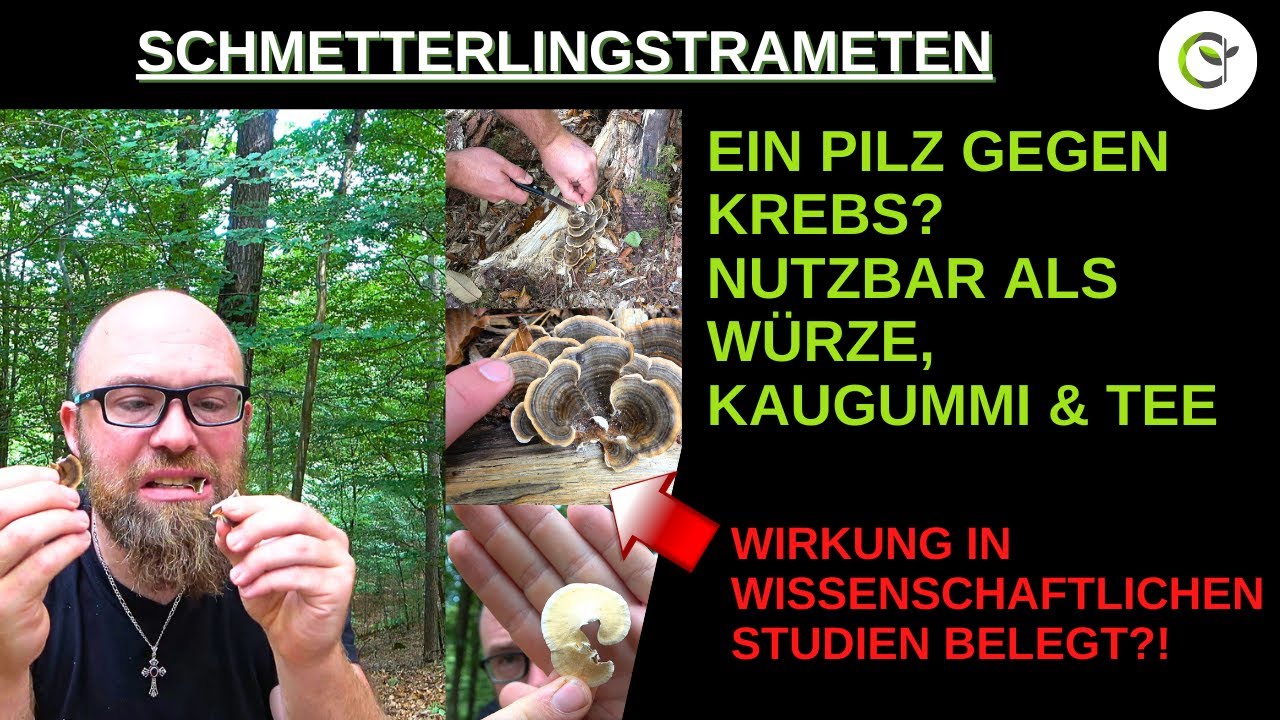 Schmetterlingstrameten ein Heilpilz gegen Krebs? - Wirkung, Anwendung und Studien sowie Bestimmung