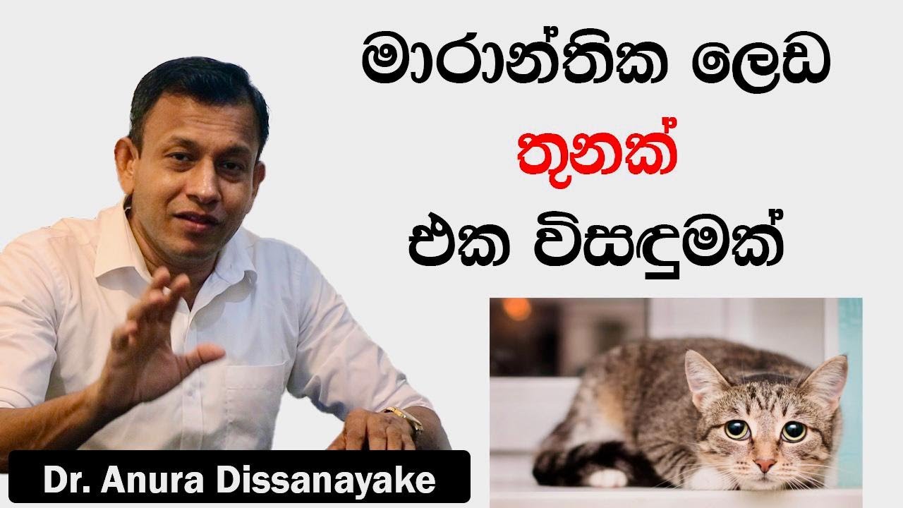 පූස් පැටියට අකාලයේ මිය යන්න දෙන්න එපා. Dr. Anura Dissanayake