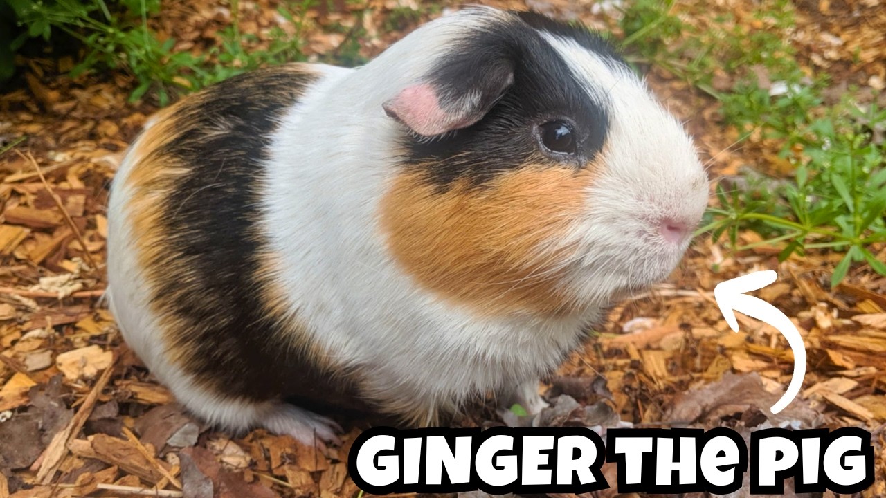 My Guinea Pigs First Time Being Outside, and He's So Happy! 🤗