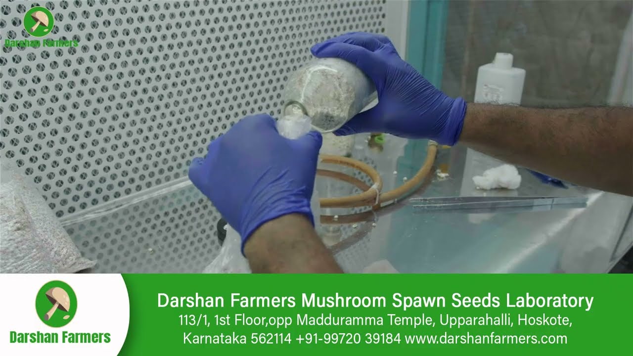 Darshan Farmers Mushroom Spawn Seeds Laboratory