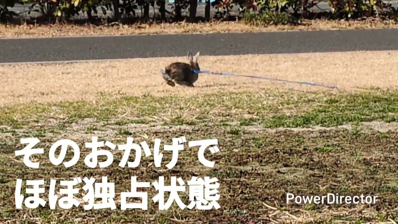 251228 とーくん 遠景（2）