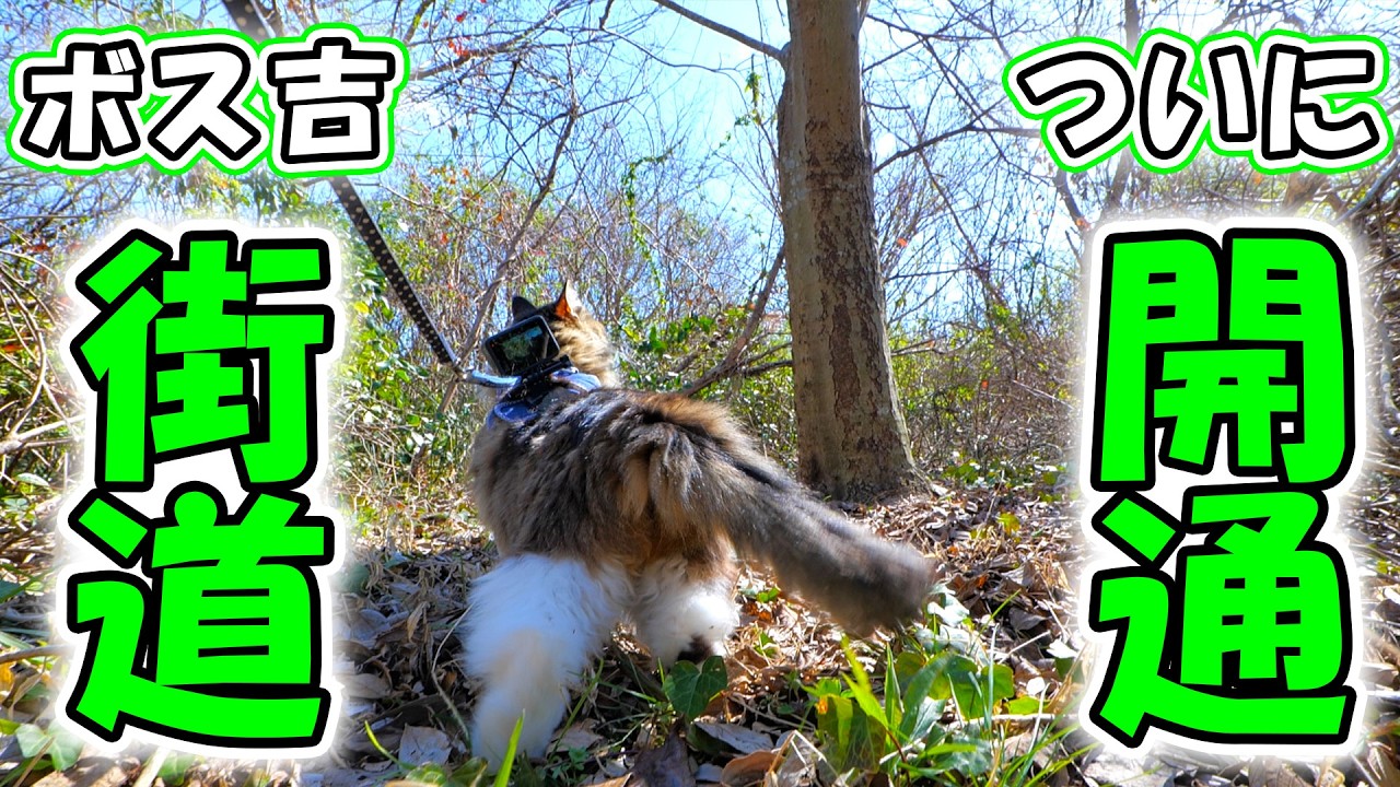 元野良猫ボス吉が11年経っても忘れない大切な場所へ‥パパはジャングルを切り開き「ボス吉街道」を整備しました🐈🌳