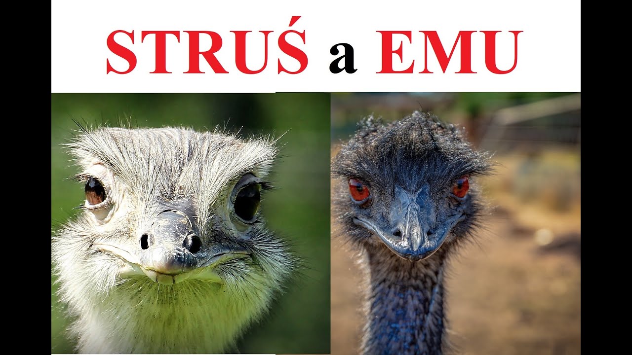 STRUŚ a EMU - czym się r&oacute;żnią