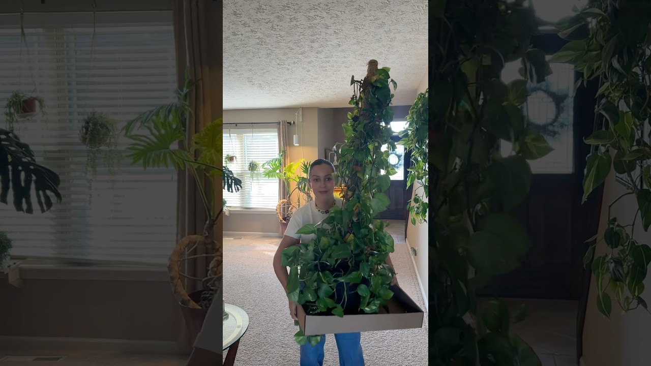Golden pothos, I hope you feel better now. #goldenpothos #pothosplants #plantcaretips #planthelp