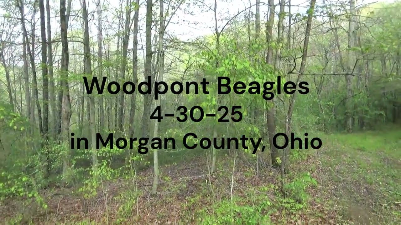 Woodpont Beagles Hunting  4-30-25