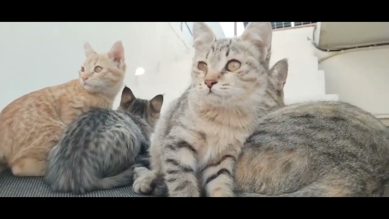 Feeling secure with their mom 