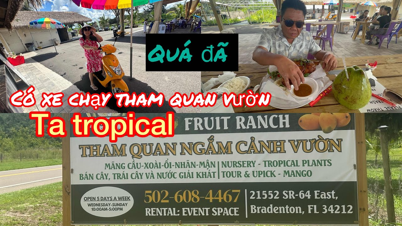 Ở Florida mà cũng có xe gắn máy chạy  tham quan vườn trái cây , giống miền tây Vn được ăn gà vườn ..