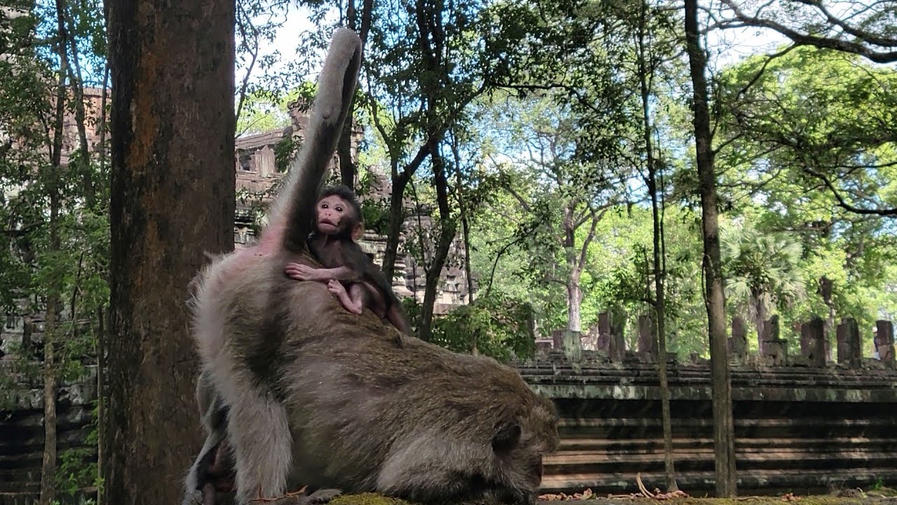 Awesome Baby Bessie Monkey Riding On Back Mommy, Mom Very Heavy🐒💕