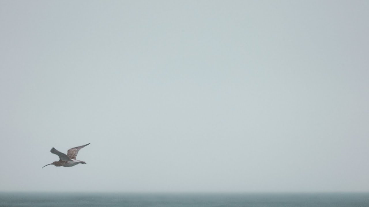 Rainy morning at the beach - Buelk by Strande - Birds Wildlife Ocean