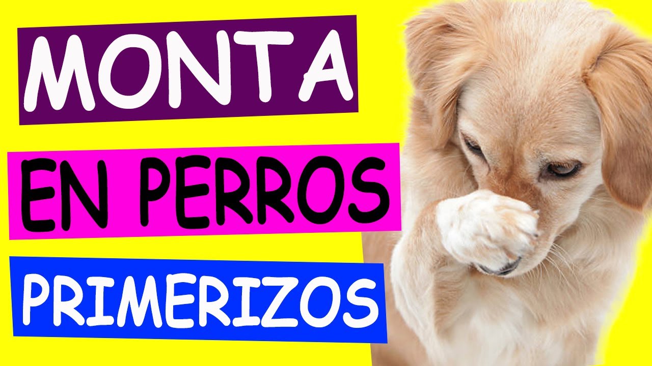 MONTA en PERROS PRIMERIZOS: Guía Completa para un Proceso Exitoso