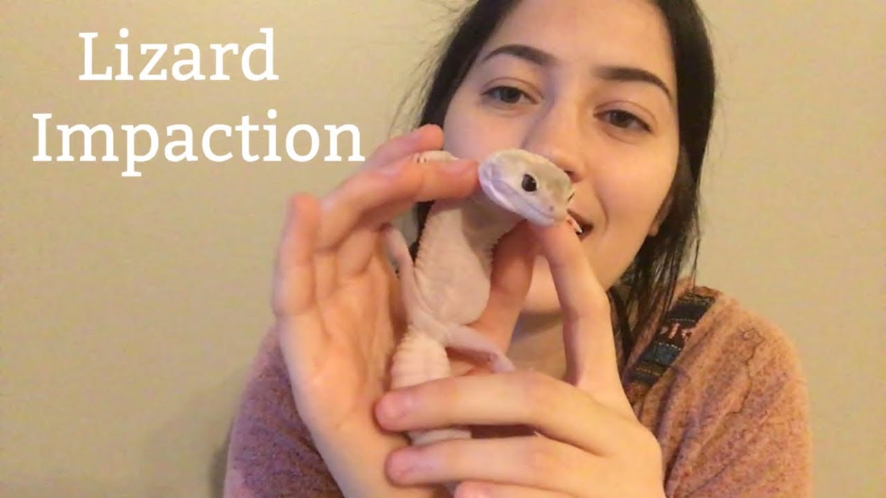 Lizard Impaction