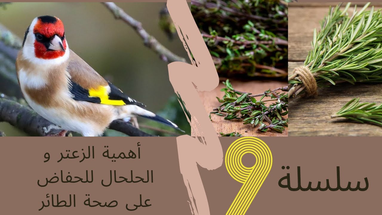 🌹 les bénéfices du Romarin et le Thym 🤎🖤💛 فوائد الزعتروالحلحال للطيور و طريقة للاستعمال