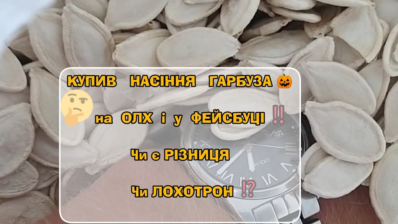 Порівнюємо РЕНТАБЕЛЬНІСТЬ гарбуза 🎃 з власного врожаю   УКРАЇНКА vs ДАНКА ПОЛКА vs   свої городні‼️