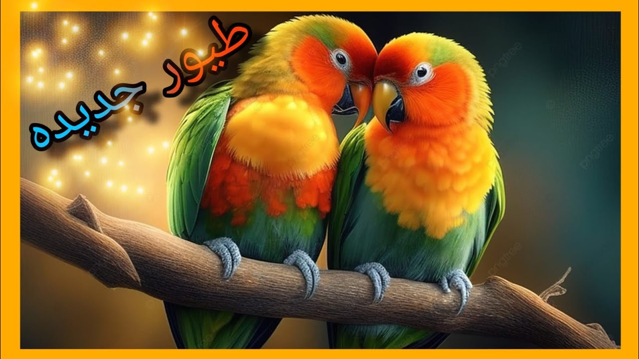 #اشتريت طيور جديده للمحميه😍🐦 طيور الغندوره😍🐦وطيور الفناجس😍🐦