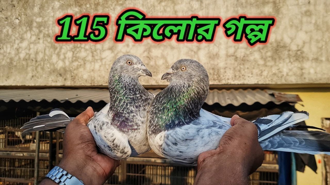 Jasim Bhai's 115th Generation Pigeon🥰 | Miraj Pigeon & Pets