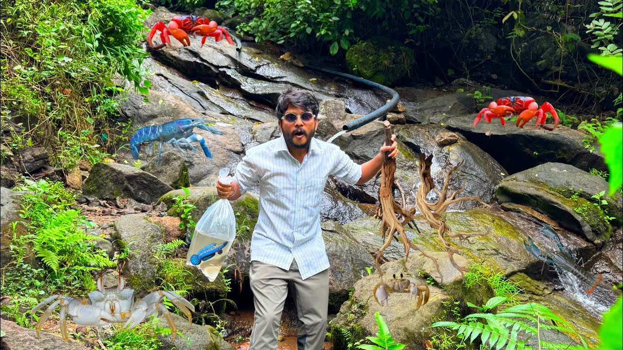 Silky Blue Channa BARCA?😜 from Assam Waterfalls 🥰❤️