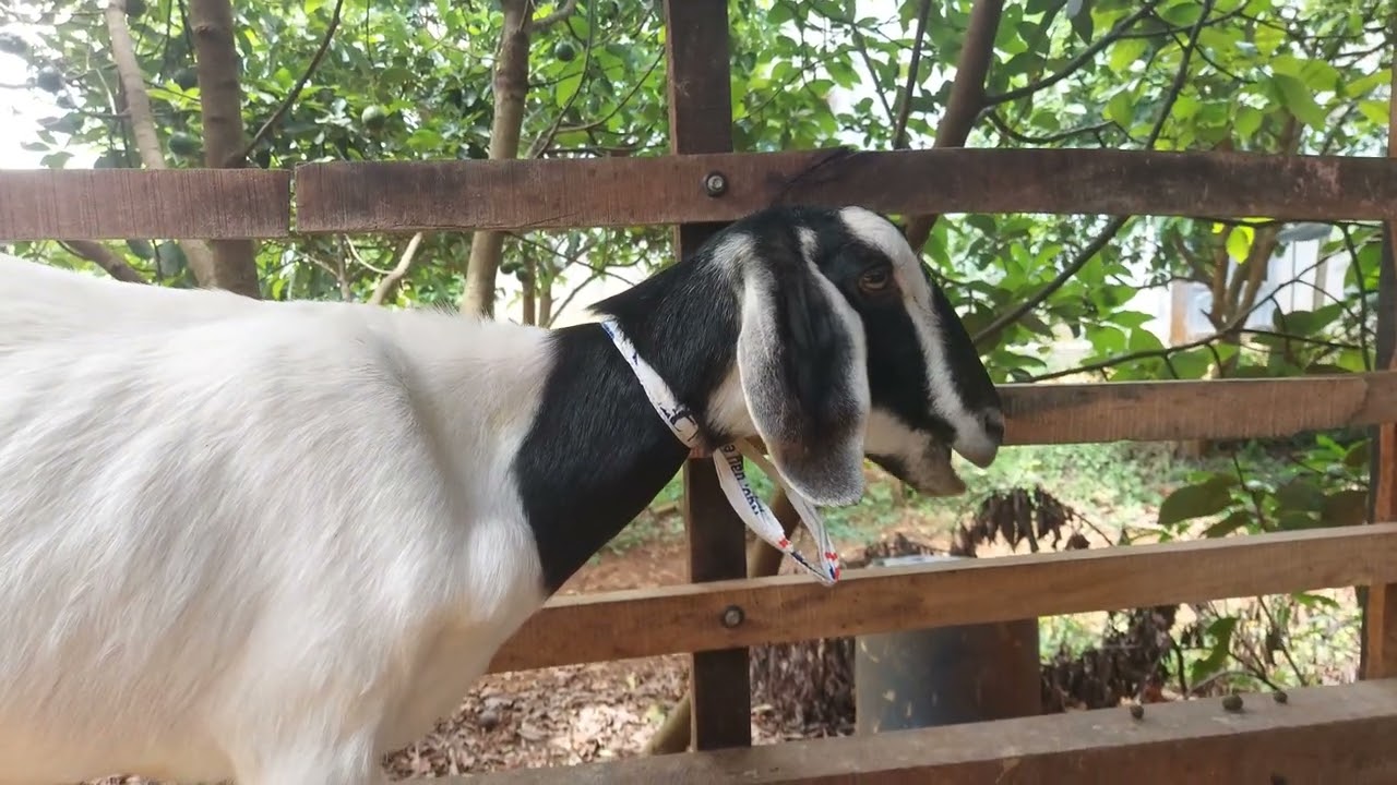 Chăn nuôi dê - sán lá gan ở dê - một góc trời tây nguyên