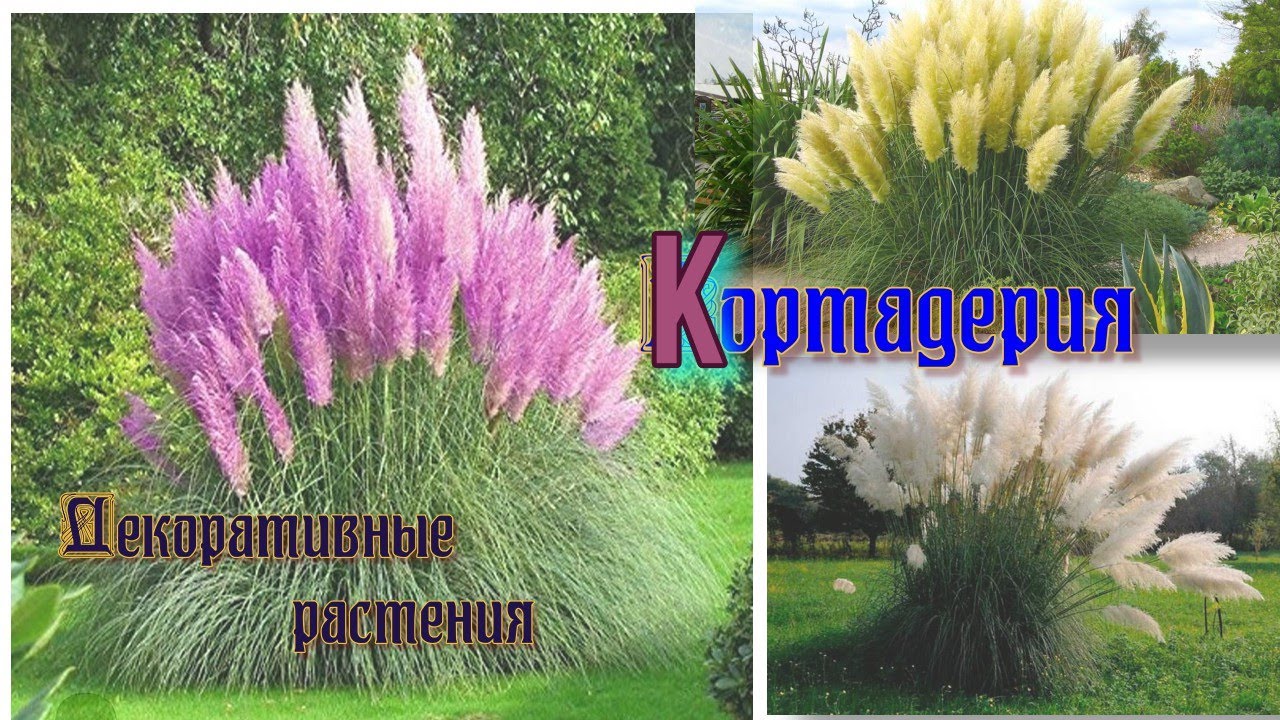 Кортадерия Декоративные растения