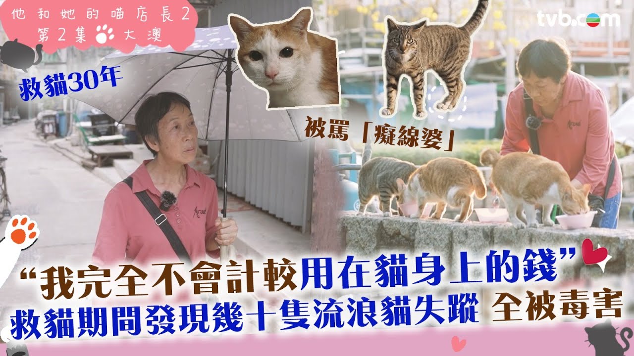 他和她的喵店長2｜大澳第一代貓義工蘭姐救貓30年曾被罵「癡線婆」！救貓期間發現幾十隻貓失蹤了　原來全被毒害了｜ 