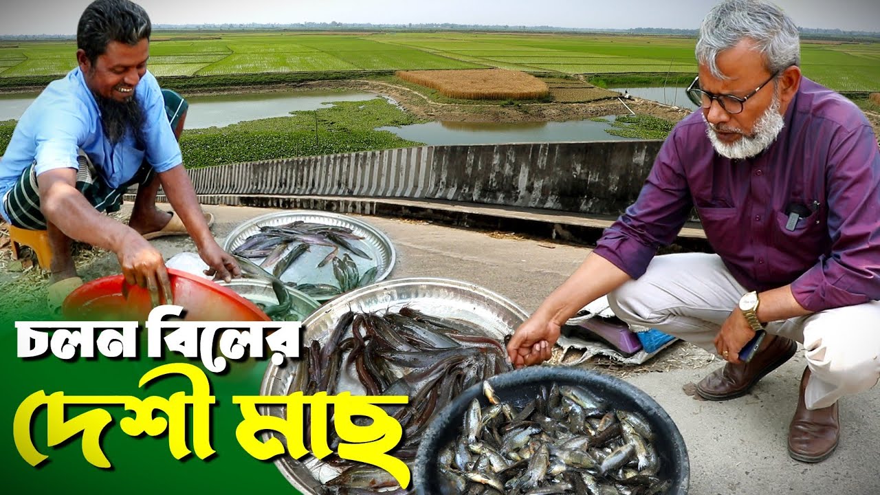 1526-আজ বিখ্যাত চলনবিলের দেশী মাছ কিনলাম -  র.ই মানিক চিত্রপুরী। R.I.Manik,Chitrapuri,Krishichitra