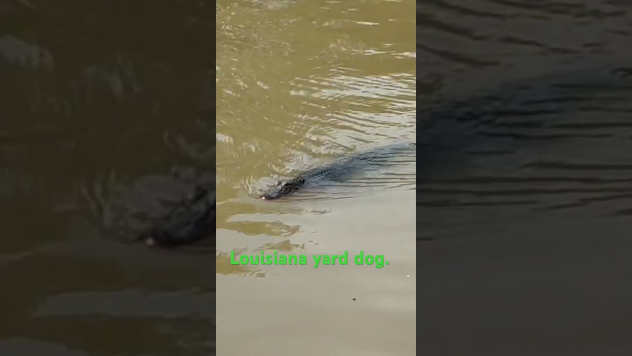 Louisiana yard dog.