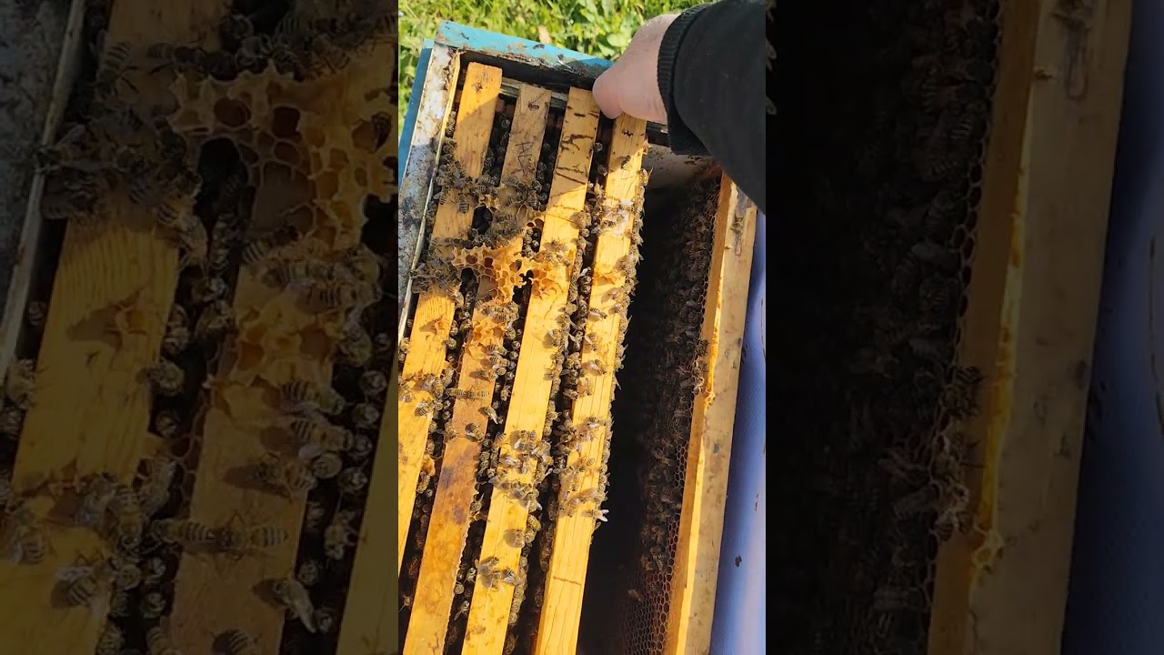 Arı mız bakıma müsade etmedi #bee #aricilik #anaarı 