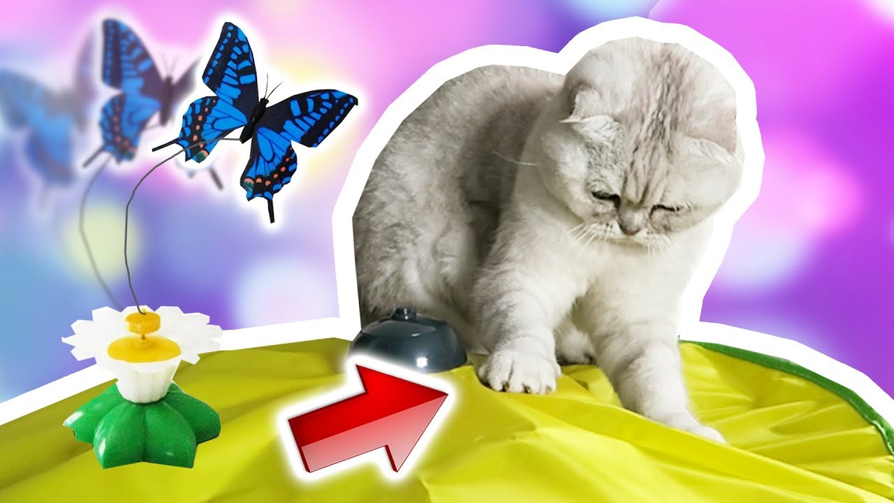 MON CHAT TESTE DES JOUETS SUR AMAZON ! 😺