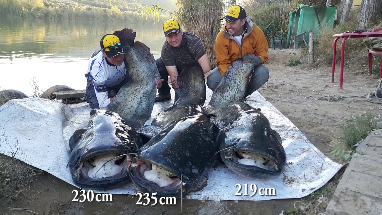 Spinning For Big Catfish On River Ebro - Silicon Lure - Som - Silure - Wels - Waller -  219 cm