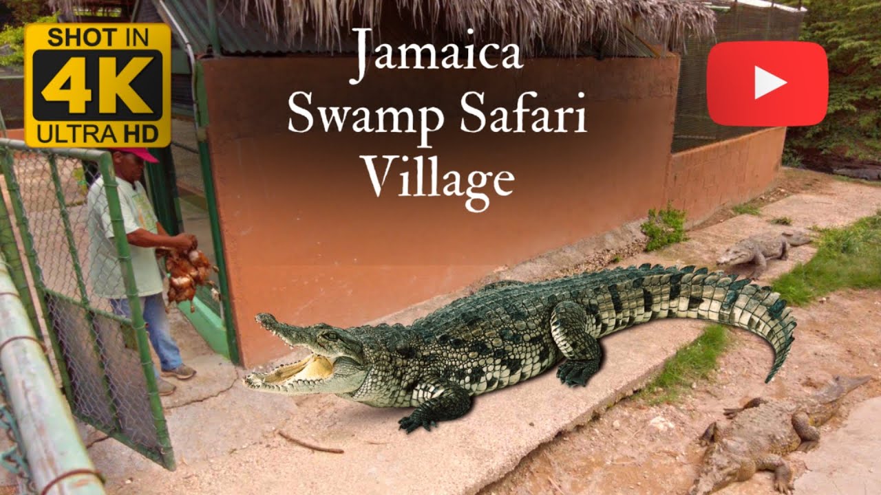 ✔️ПРОГУЛКА ПО ЯМАЙКЕ: Пешеходная экскурсия по деревне Swamp Safari Village, где в 1970-х годах сн...