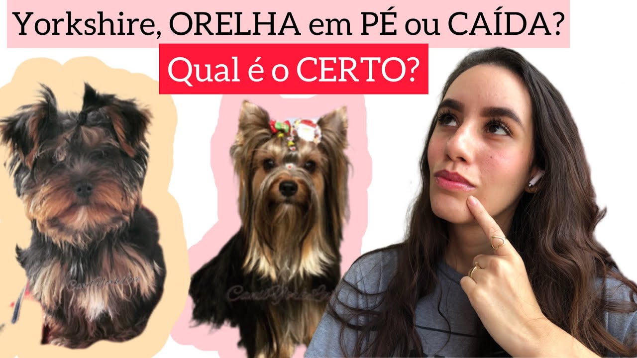 Yorkshire terrier- Como deixar Orelha em pé Dicas