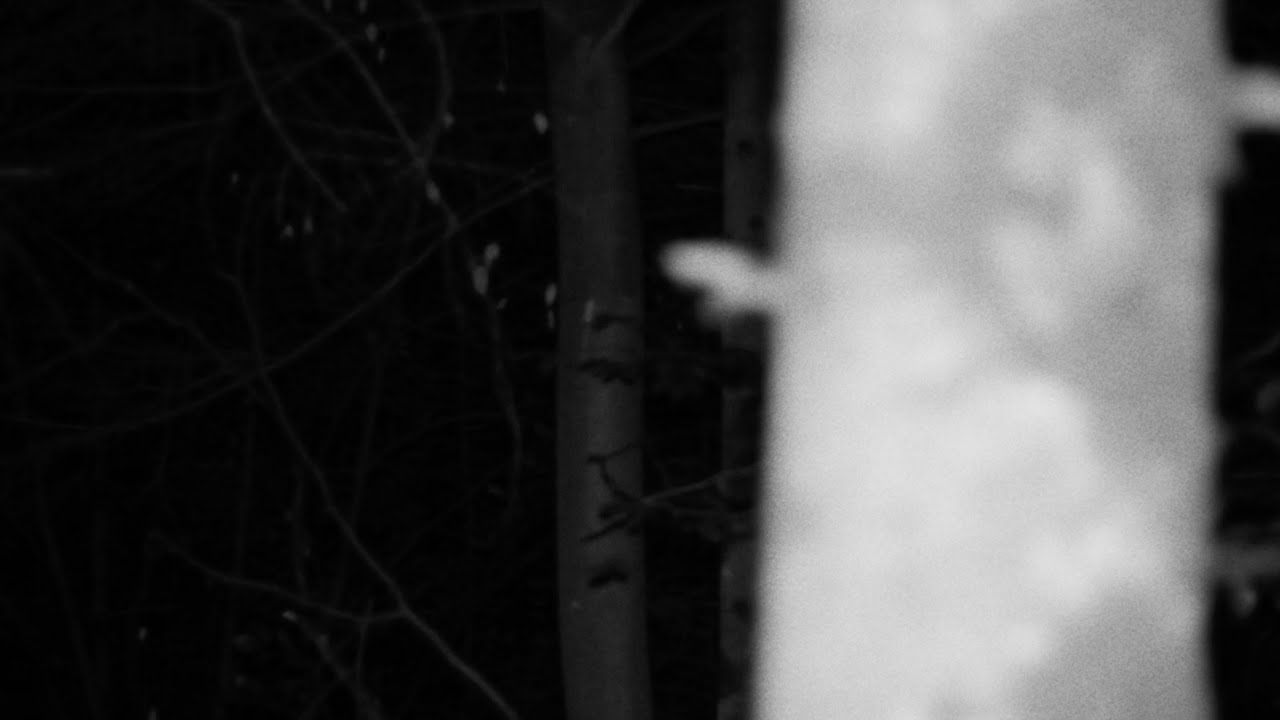 Lost In The Woods