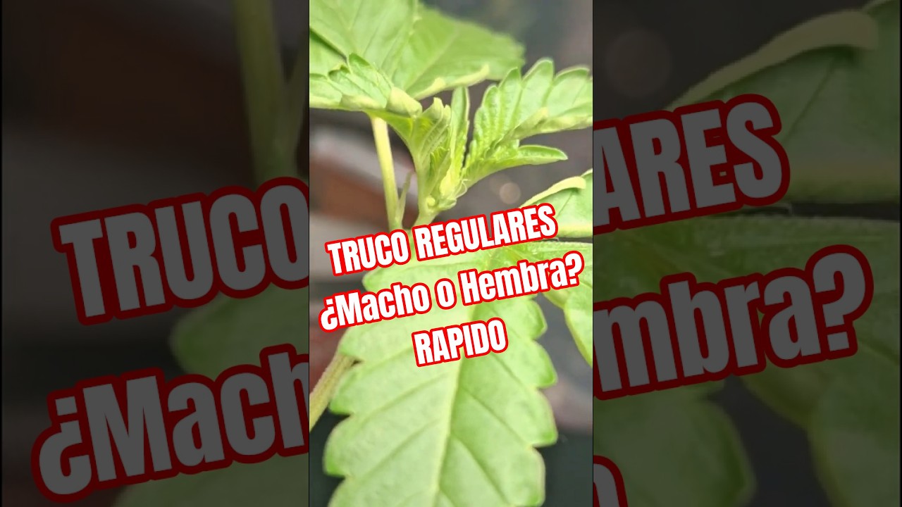 Truco para identificar macho y hembra en regulares | 12/12 y 18/6 explicado