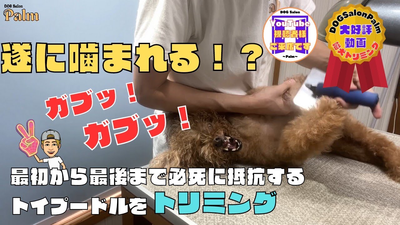 高齢噛み犬をトリミング！！前脚が特に苦手な14歳のトイプードル