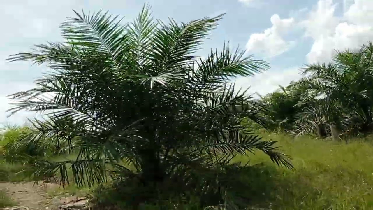 MAU KE LADANG,KEHIDUPAN ORANG DAYAK