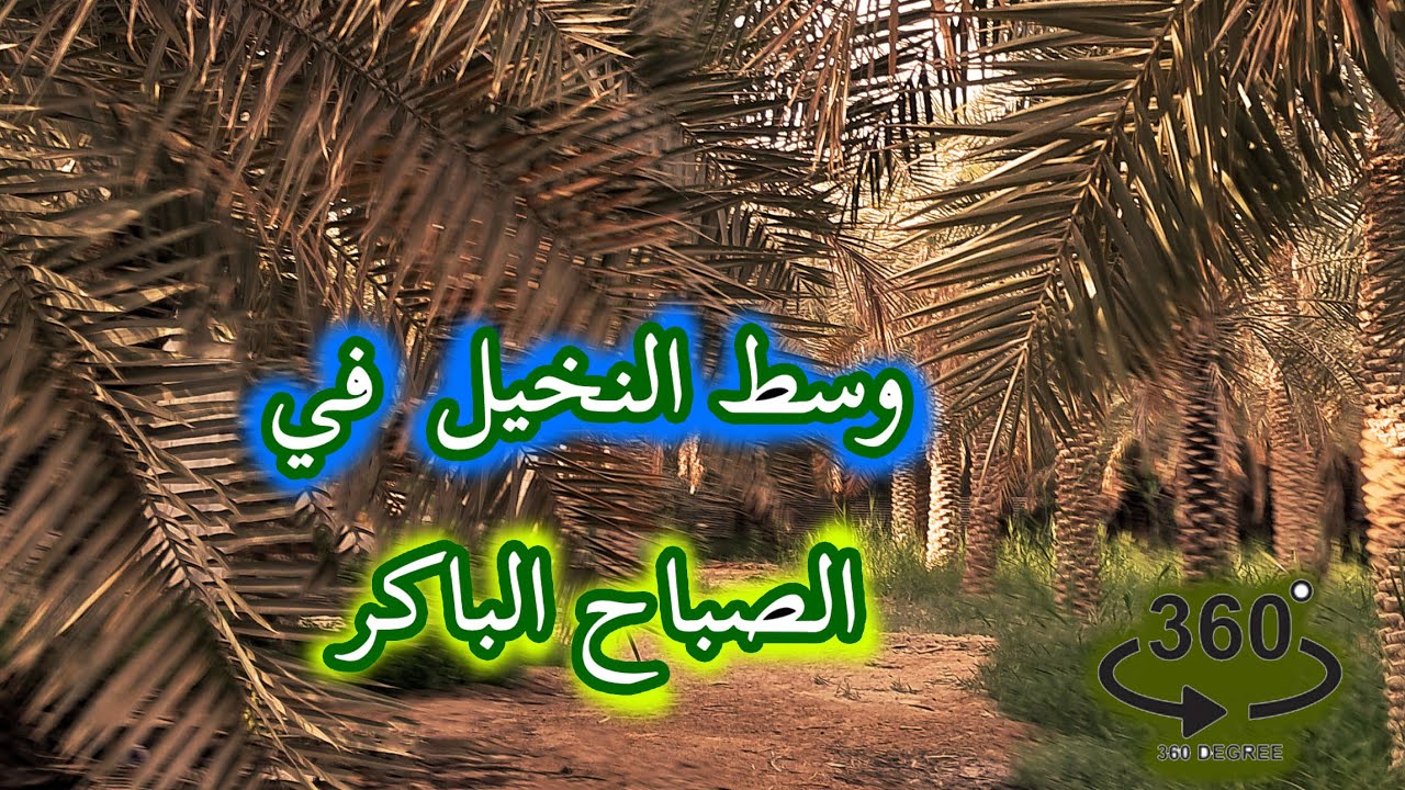 بين النخيل في الصباح الباكر  2025/06/23 تصوير 360 درجةالواقع الافتراضي