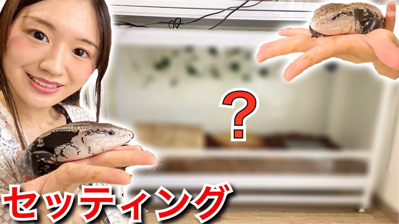 特大ケージにアオジタトカゲの飼育環境をセッティング！！