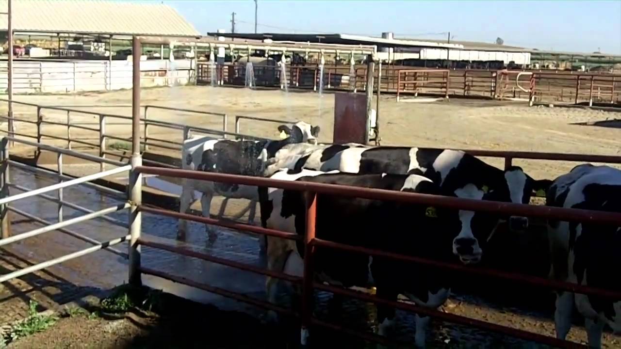 Rosa Dairy