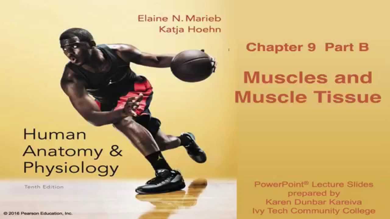 Anatomy & Physiology Chapter 9 Part B Lecture: Muscles & Muscle Tissue