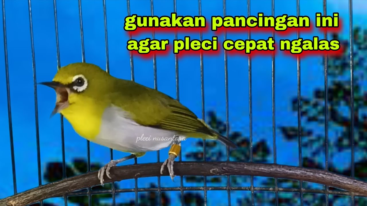 Suara Burung Pleci Gacor Ngalas,Pancingan Pleci Bahan Biar Ikut Ngalas Ampuh