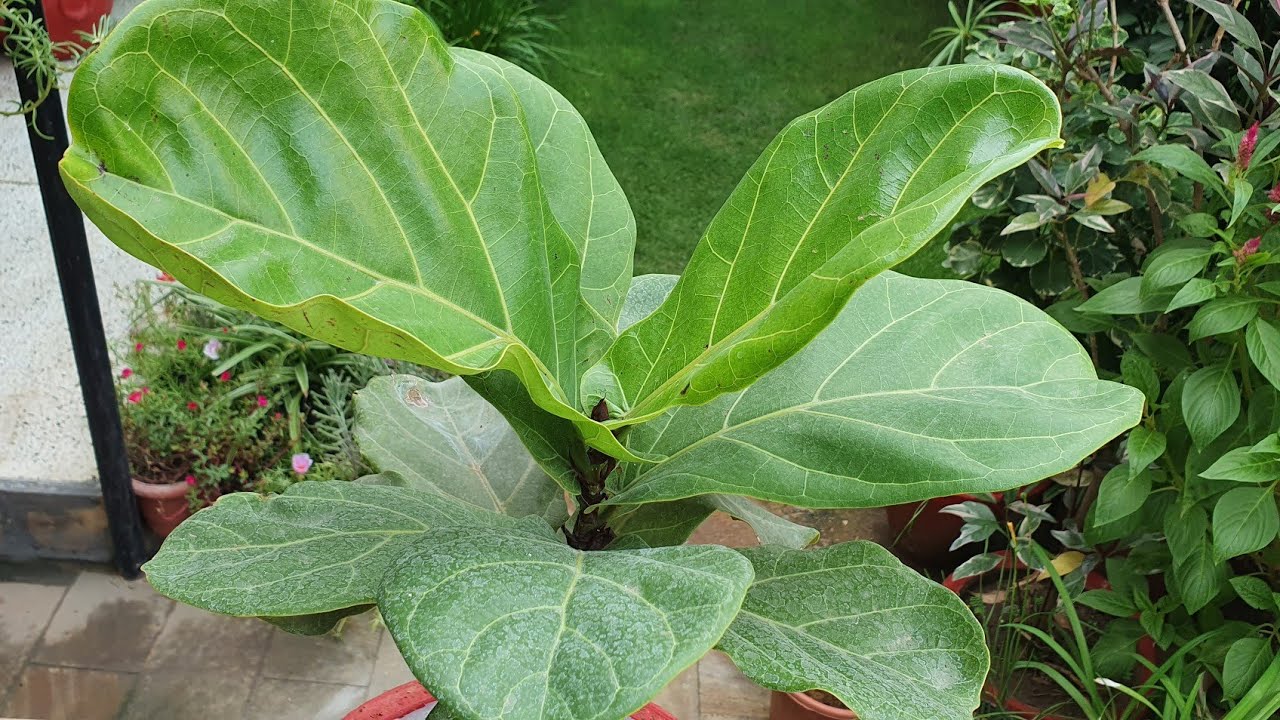 Why Plants look so happy in Nursery ??//Fiddle leaf Fig Repotted See How//Care