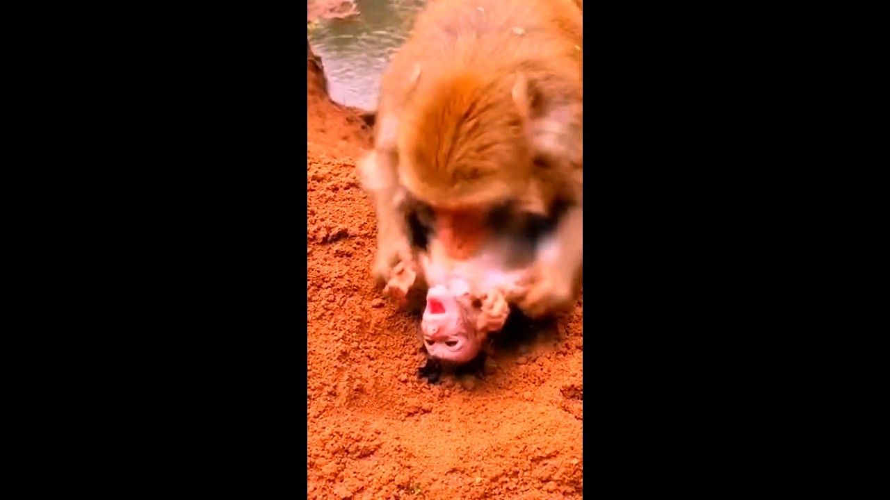 Oh my God..! Mom monkey tries to call her BABY MONKEY WHEN SHE DIED.