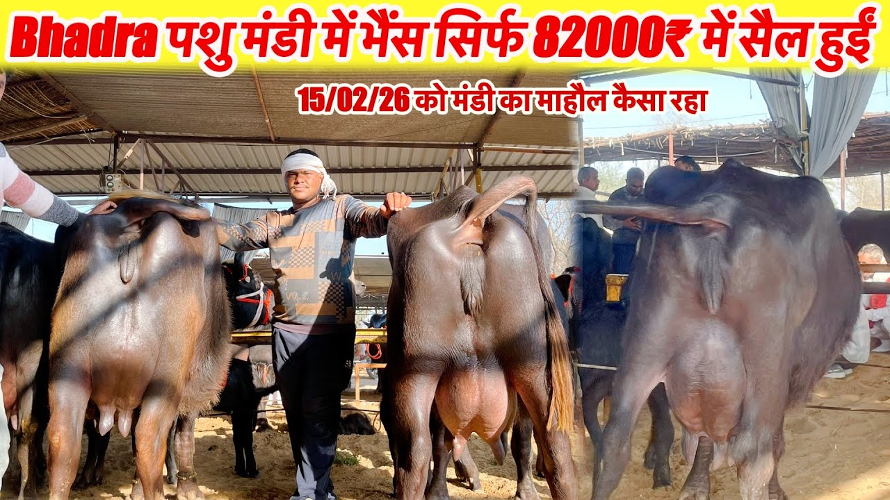 भादरा पशु मंडी में भैंस सिर्फ 82000₹ की सैल हुईं देखिये 15/02/26 का माहौल कैसा रहा~Bhadara News 