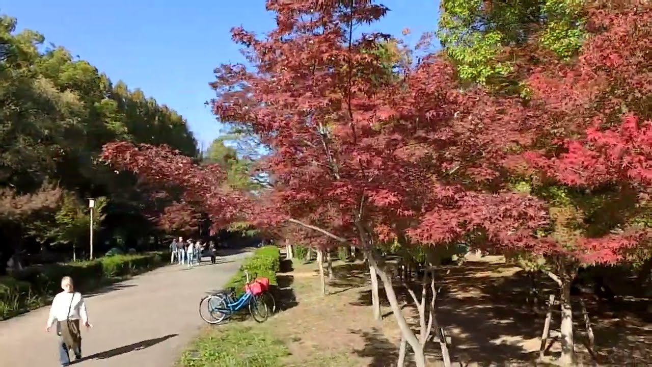 大阪城公園もみじ園🍁紅葉色づき具合2025年11月16日現在