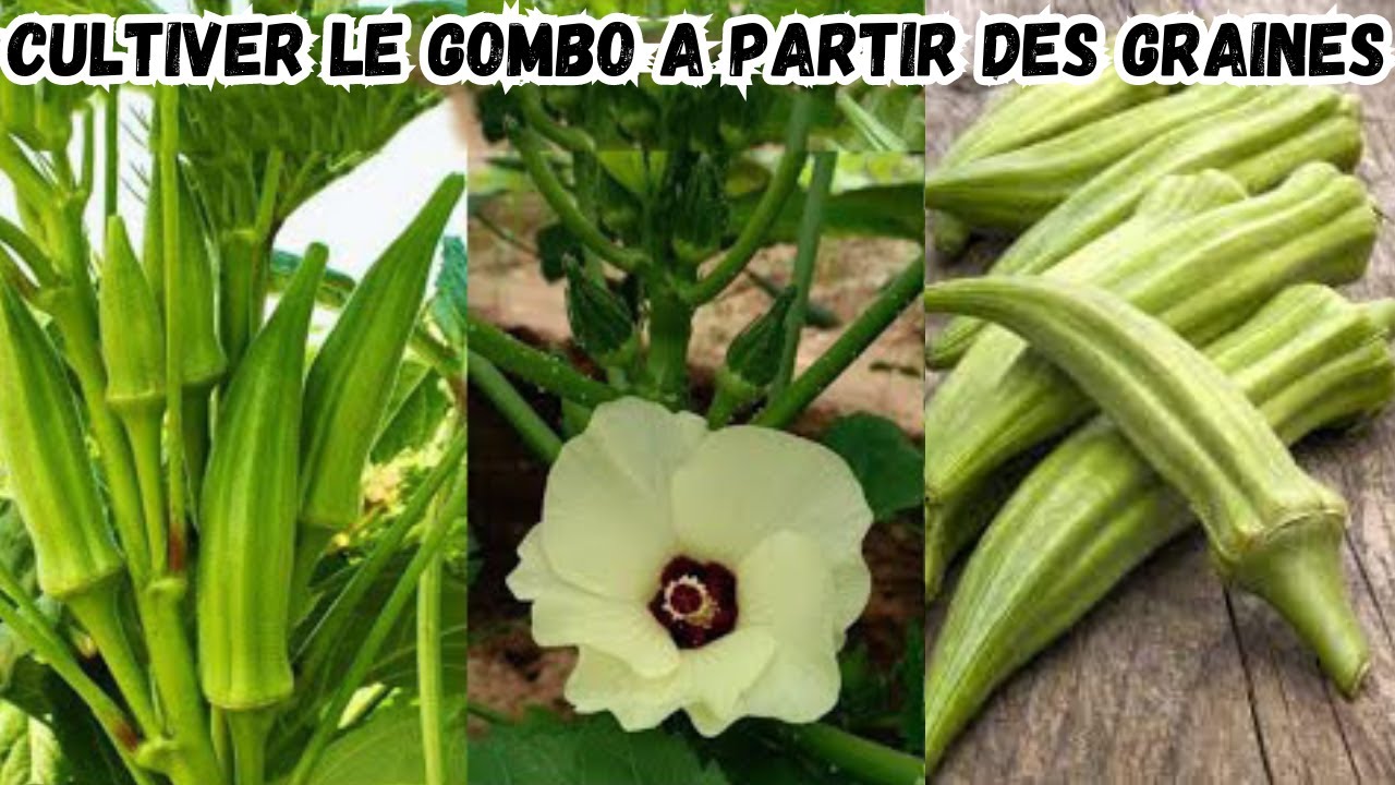 Comment Cultiver le Gombo à partir des graines.