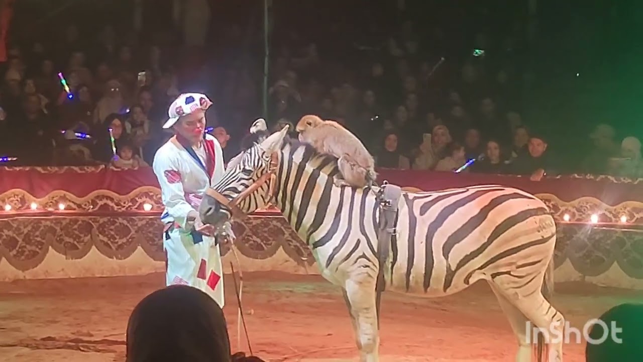 فلوق سيرك عمار وهران 2026 الجزء 1