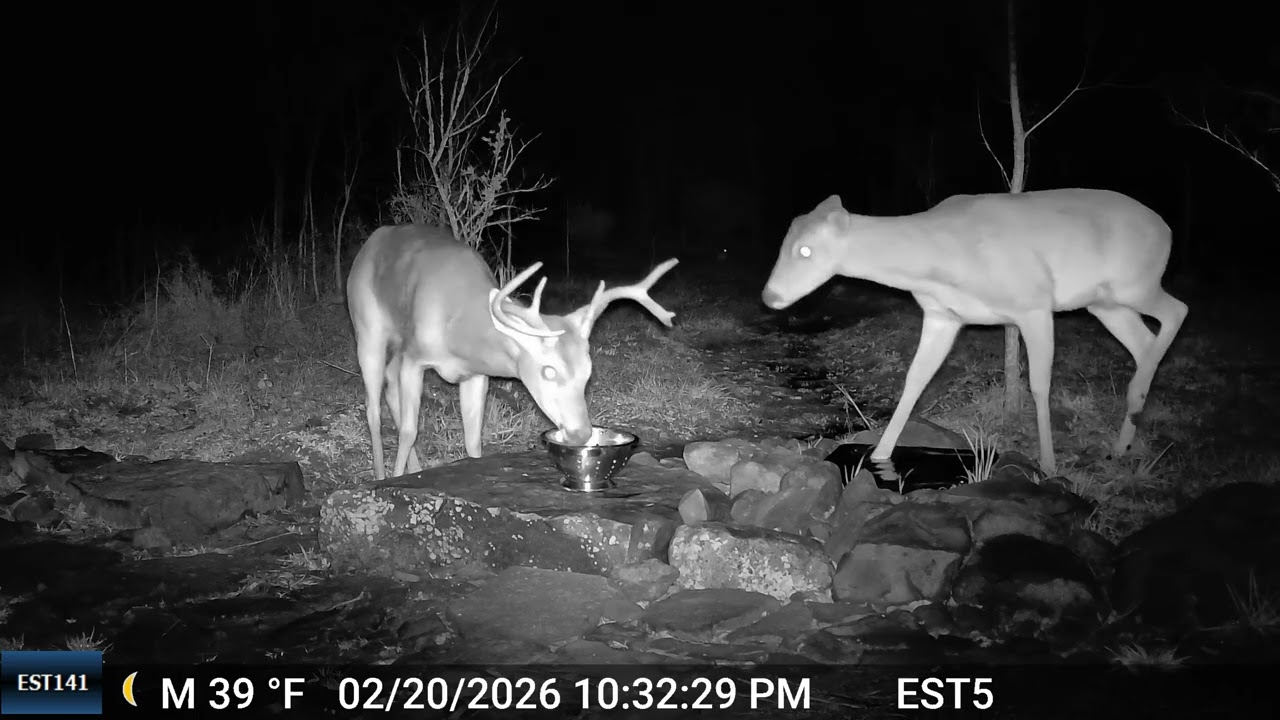 Backyard Wildlife after heavy Thunderstorm